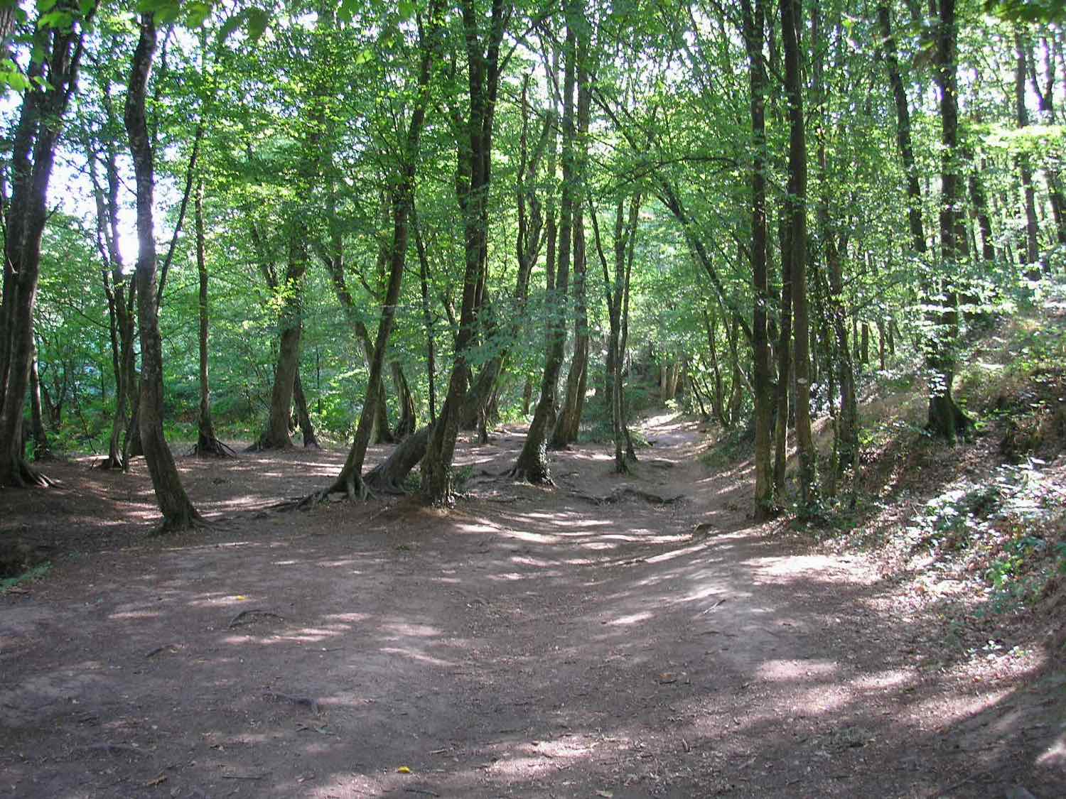 Sentier en forêt de Brocéliande