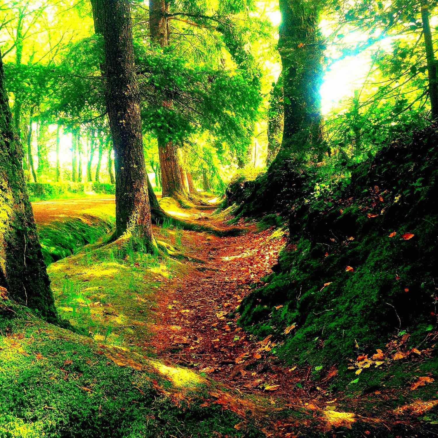Chemin en forêt de Brocéliande